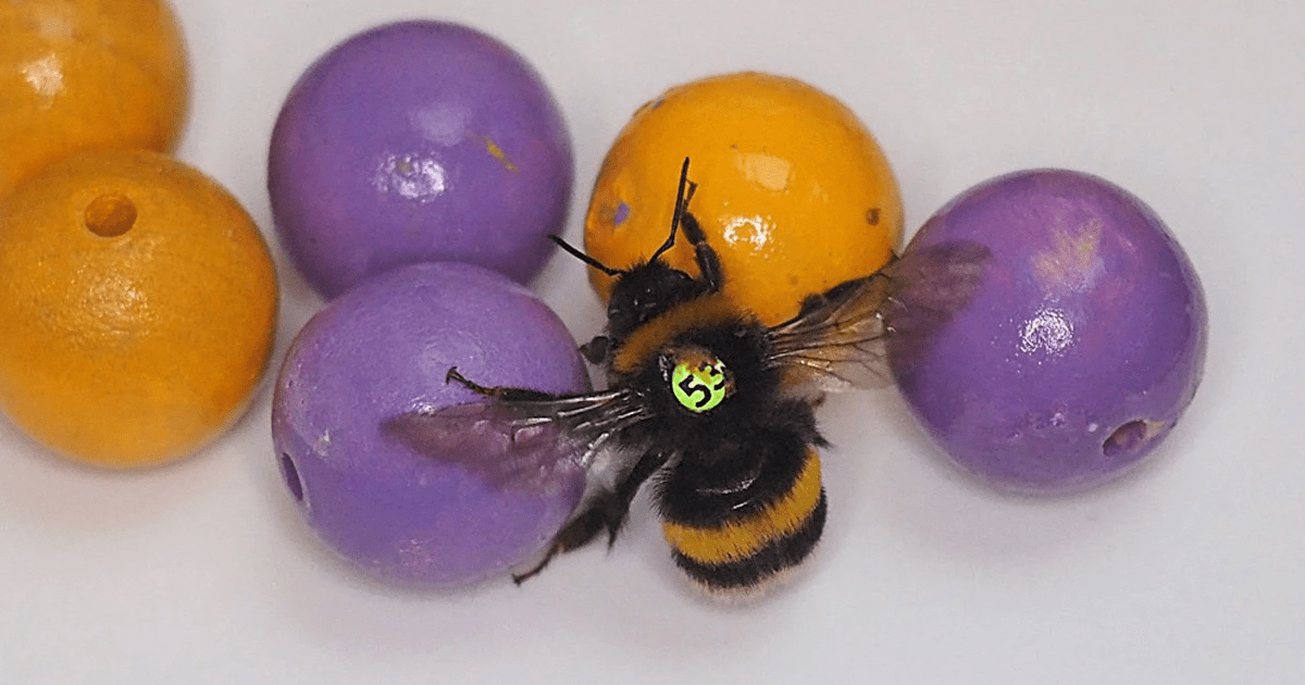 Bees like playing with balls, study finds 