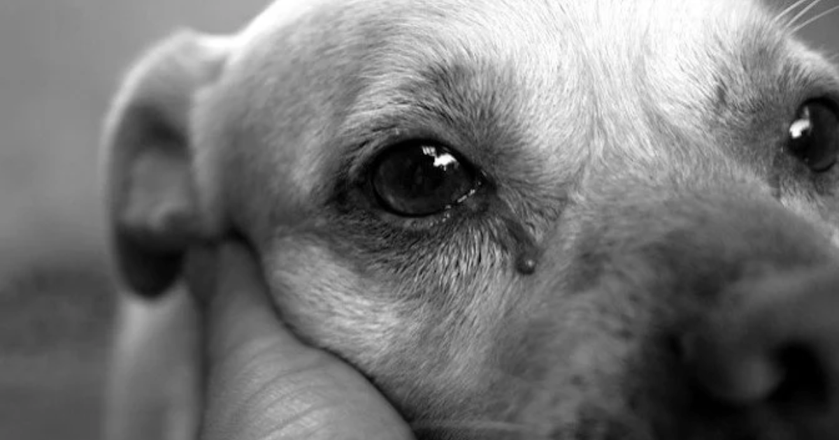 dogs-cry-for-joy-after-reuniting-with-their-owners