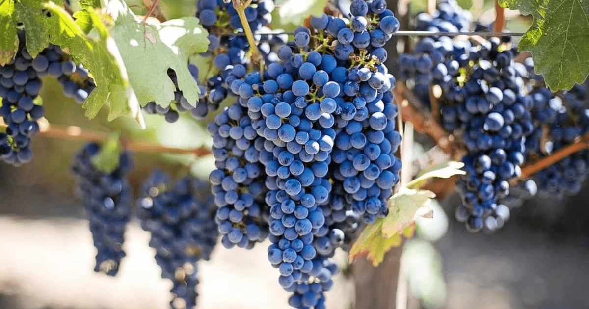 Grapes are good for our eyesight